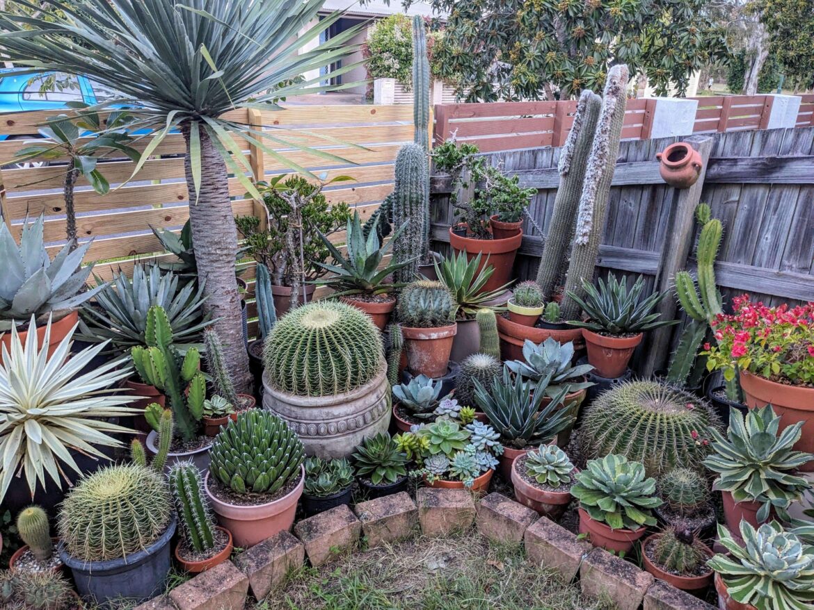 Cactus and succulents