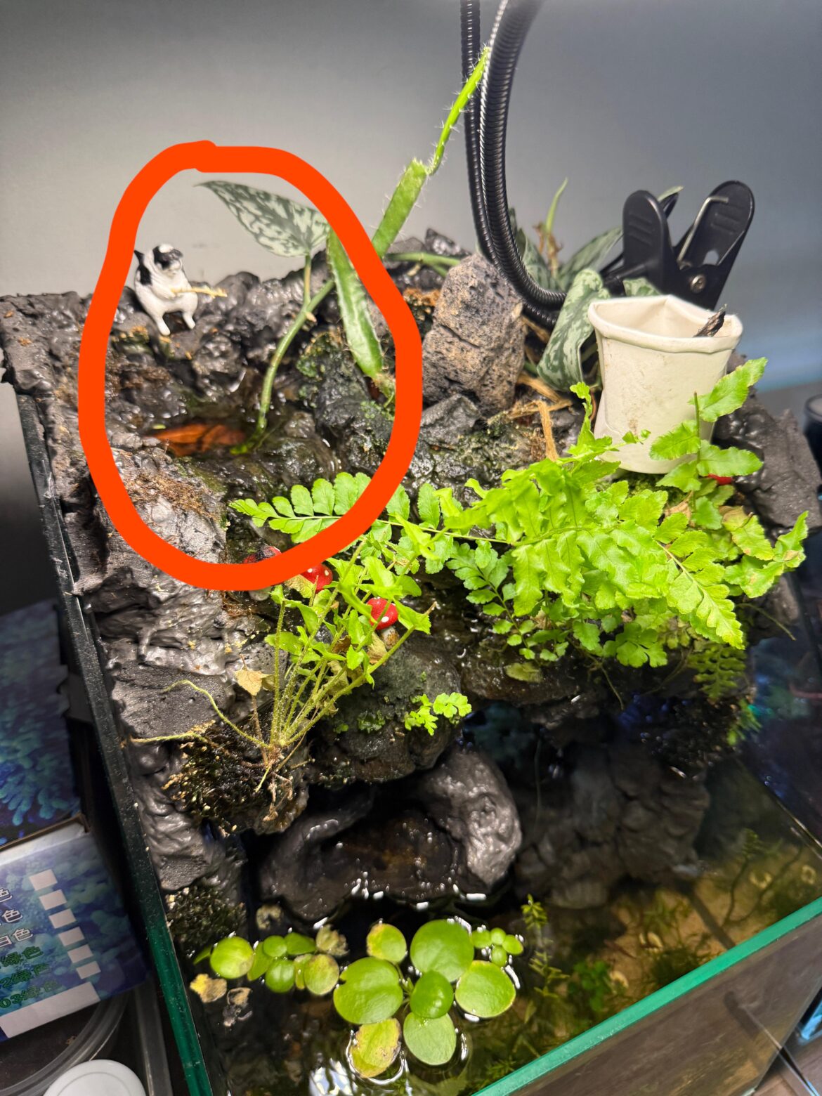 Plant recommendation