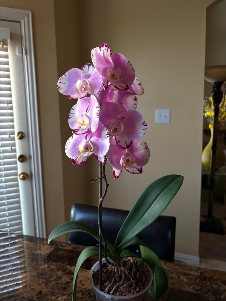 spring blooms