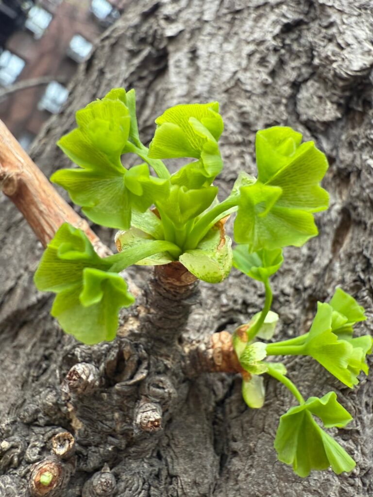 More new ginkgo leaves unfurling! Spring is so exciting.