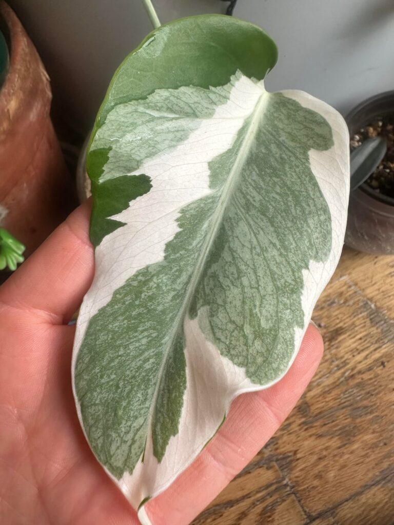 Rare monstera?