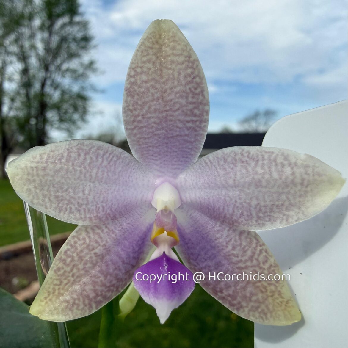 Took a quick shot of this first time seedling bloom before I head to NY for GROS show this weekend.