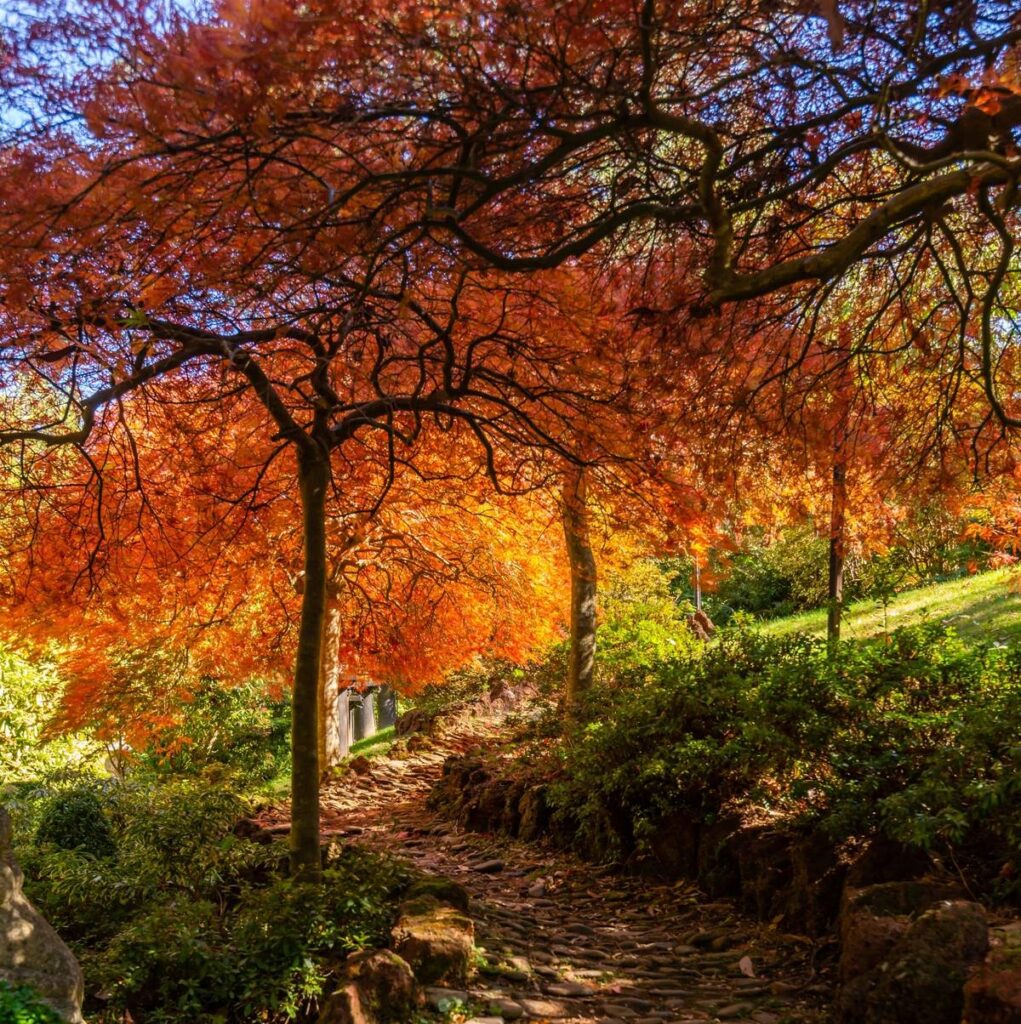 path under bright orange trees at Forest Glade Gardens
