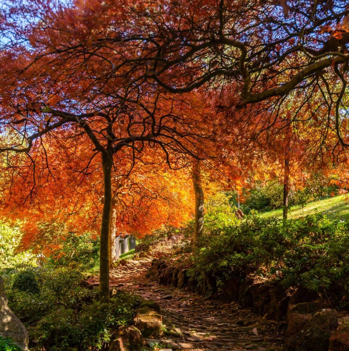 This 14-Acre Garden In The Macedon Ranges Is Filled With Fiery Maple Trees, A Bonsai House And Pretty Fountains — And There’s A Free Shuttle Bus Running This Month This 14-Acre Garden In The Macedon Ranges Is Filled With Fiery Maple Trees, A Bonsai House And Pretty Fountains — And There’s A Free Shuttle Bus Running This Month