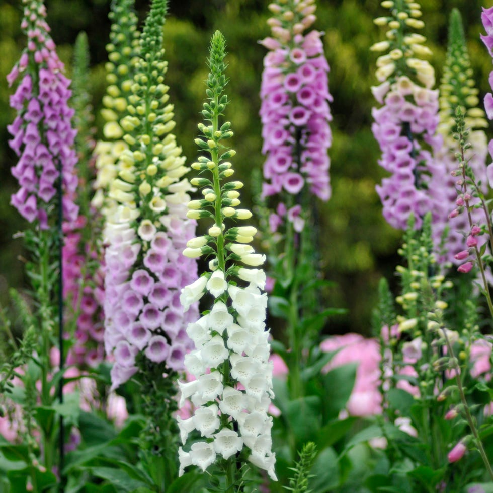 foxgloves in the garden