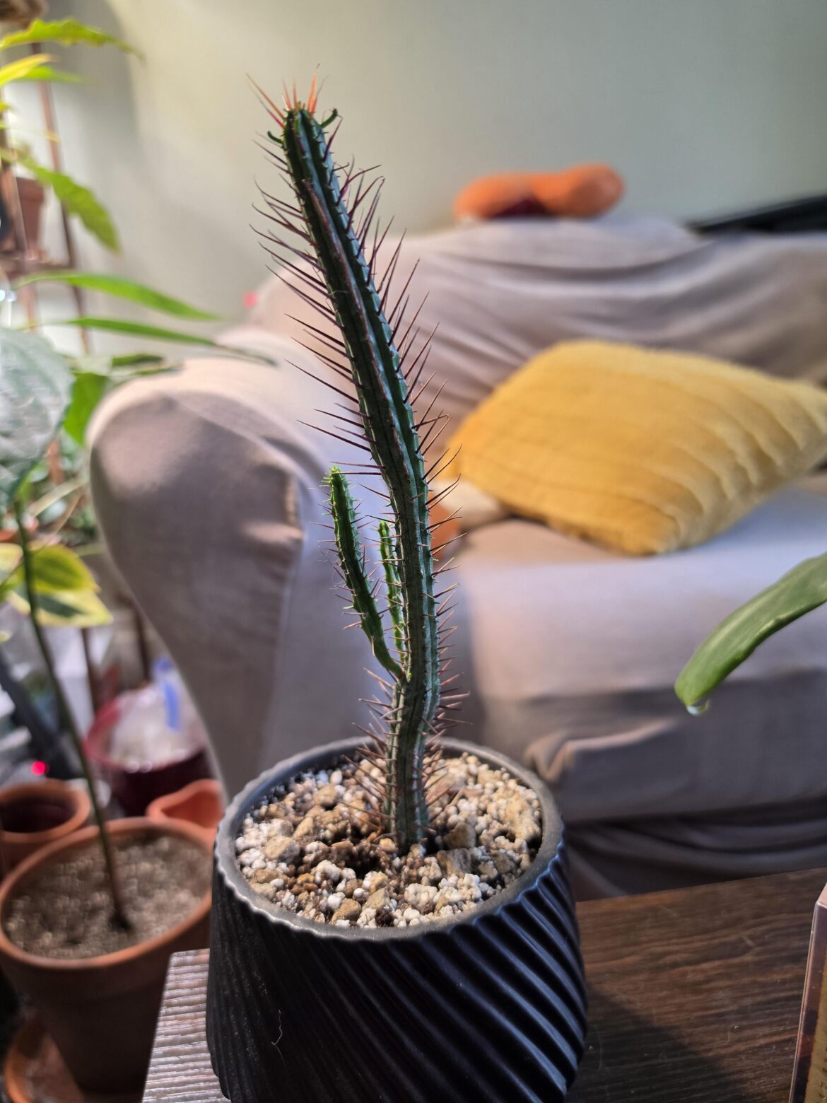 Does my e. Enopla look etoliated?