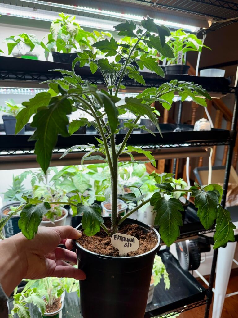Just under 6 week monster.