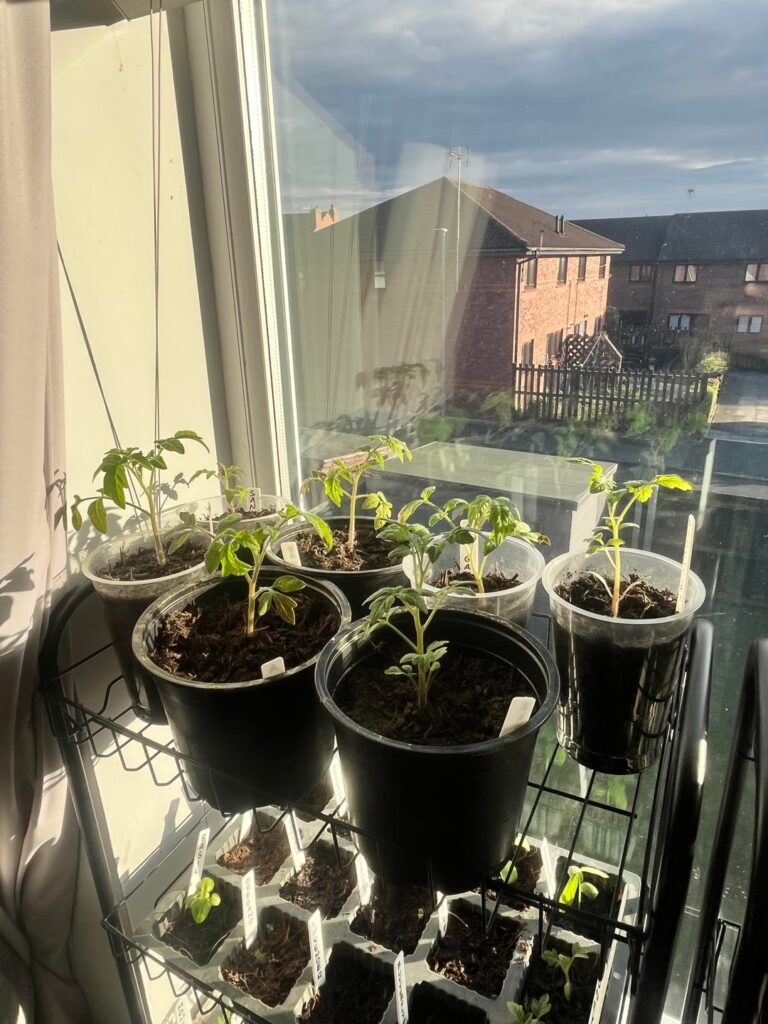 Hello from me and my tomato crèche 🥰🍅 Hello from me and my tomato crèche 🥰🍅