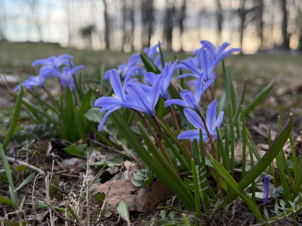 I was out for a walk and saw it. What kind of flower is that?