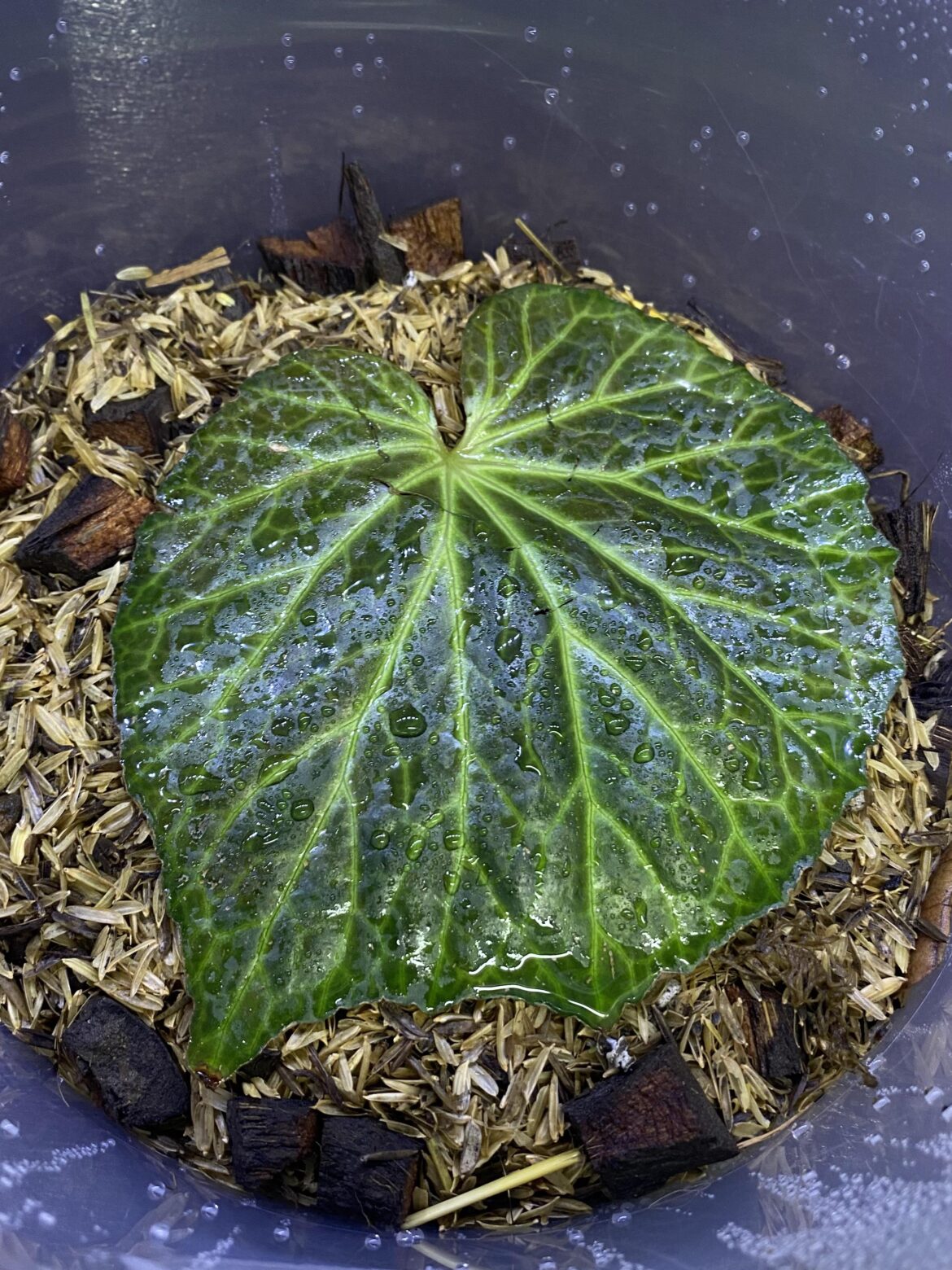 Can anyone ID this Begonia?