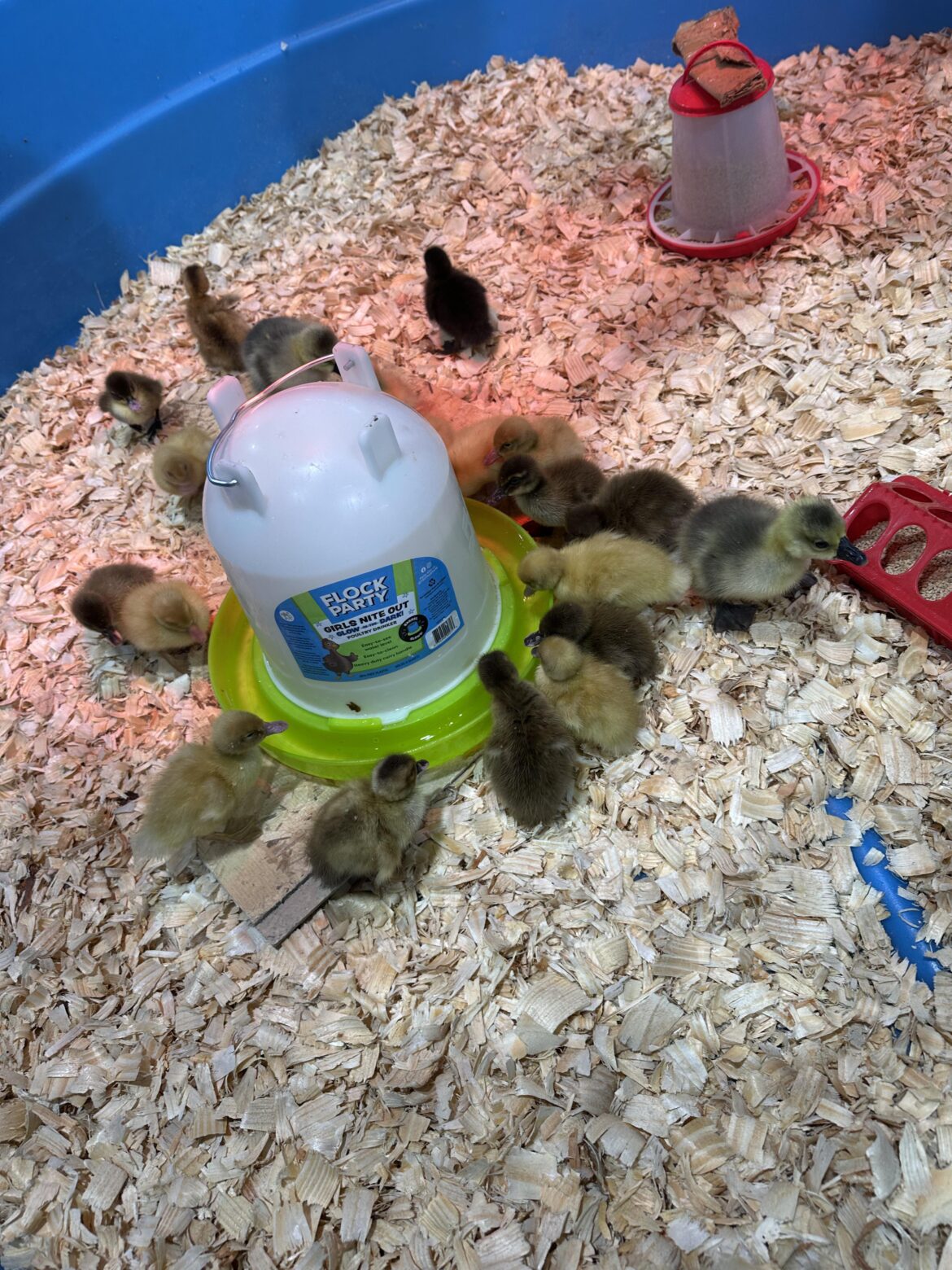 Duckling imprinting with kids.