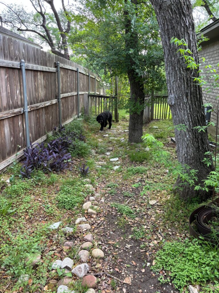 Native plants for shade? Native plants for shade?