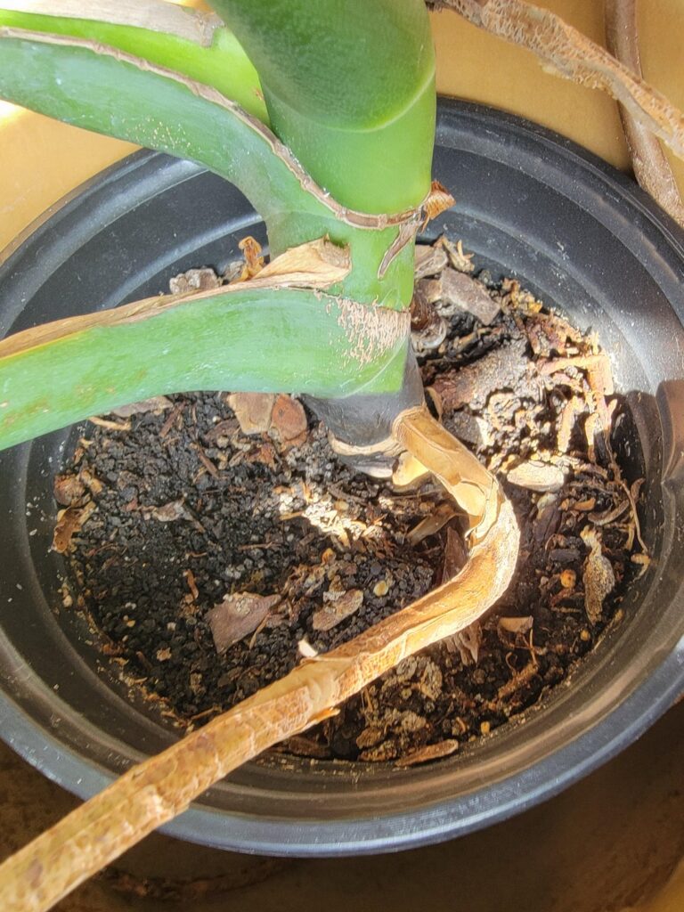 Is this a sign of root rot? What do I do now to save it