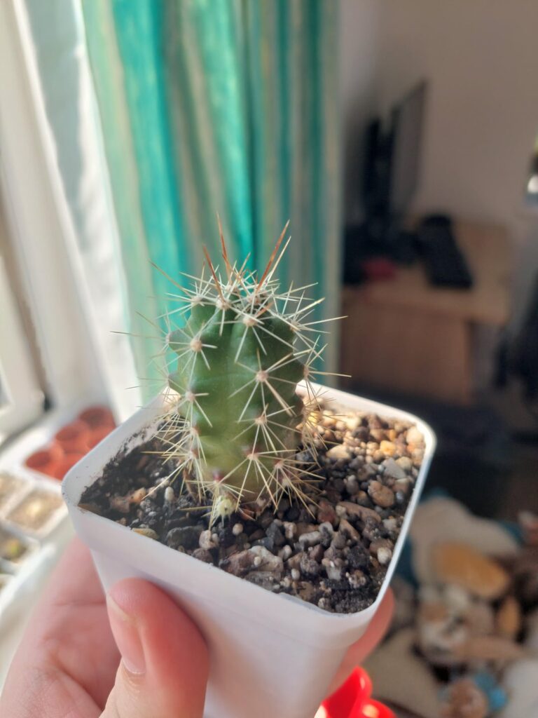 Offsets!!! 4 year old grown from unidentified seed