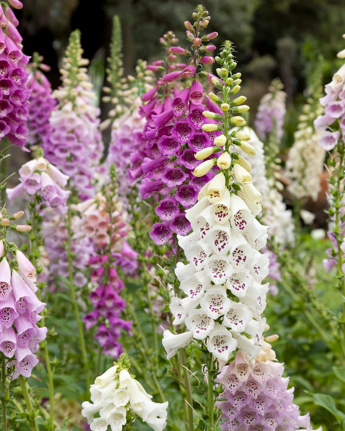 best perennial flowers plants foxglove