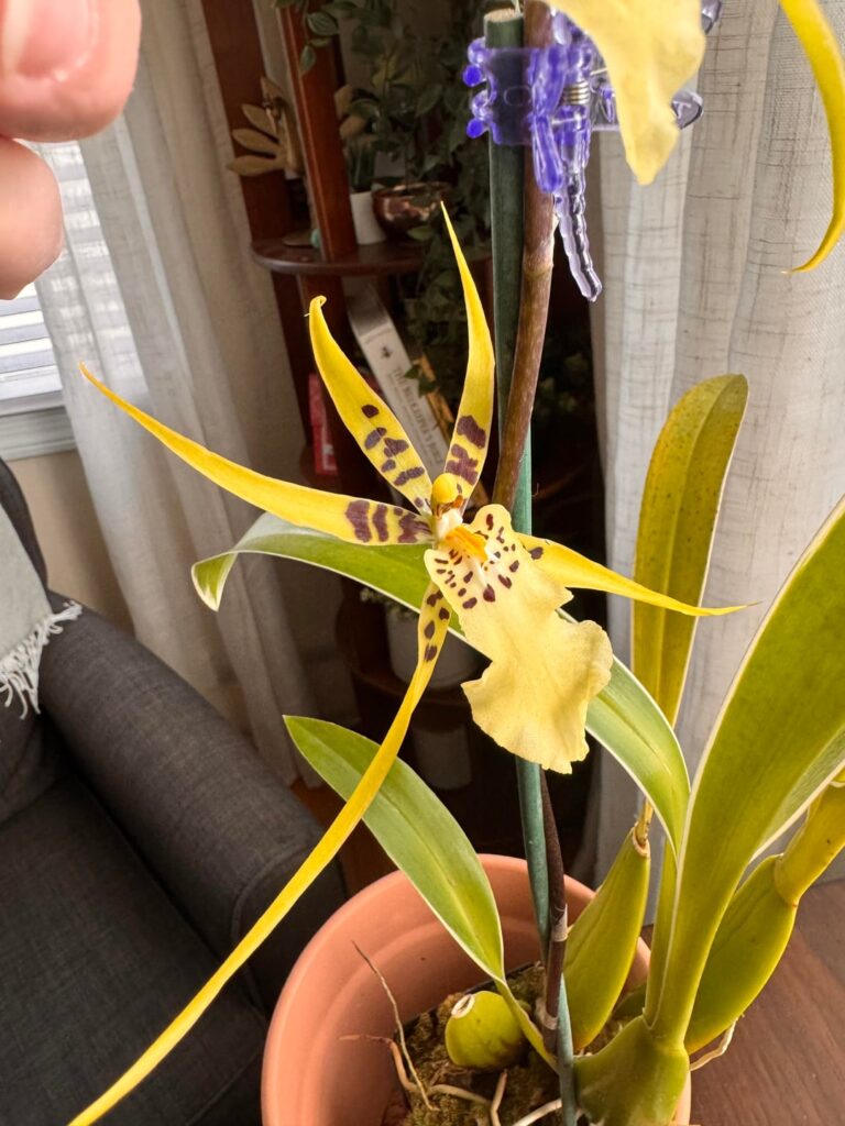 What kind of orchid is this? What kind of orchid is this?