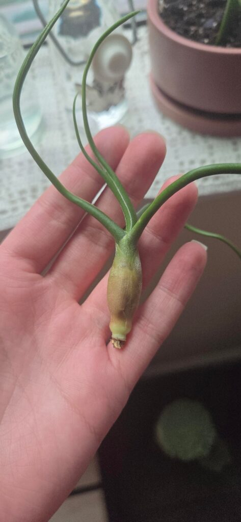 Rot?
