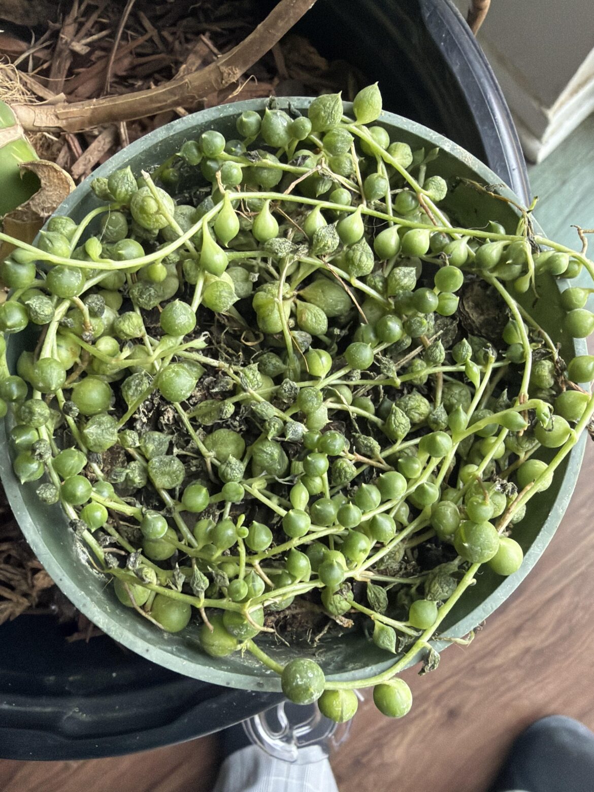 Help!!! I can’t lose another one.