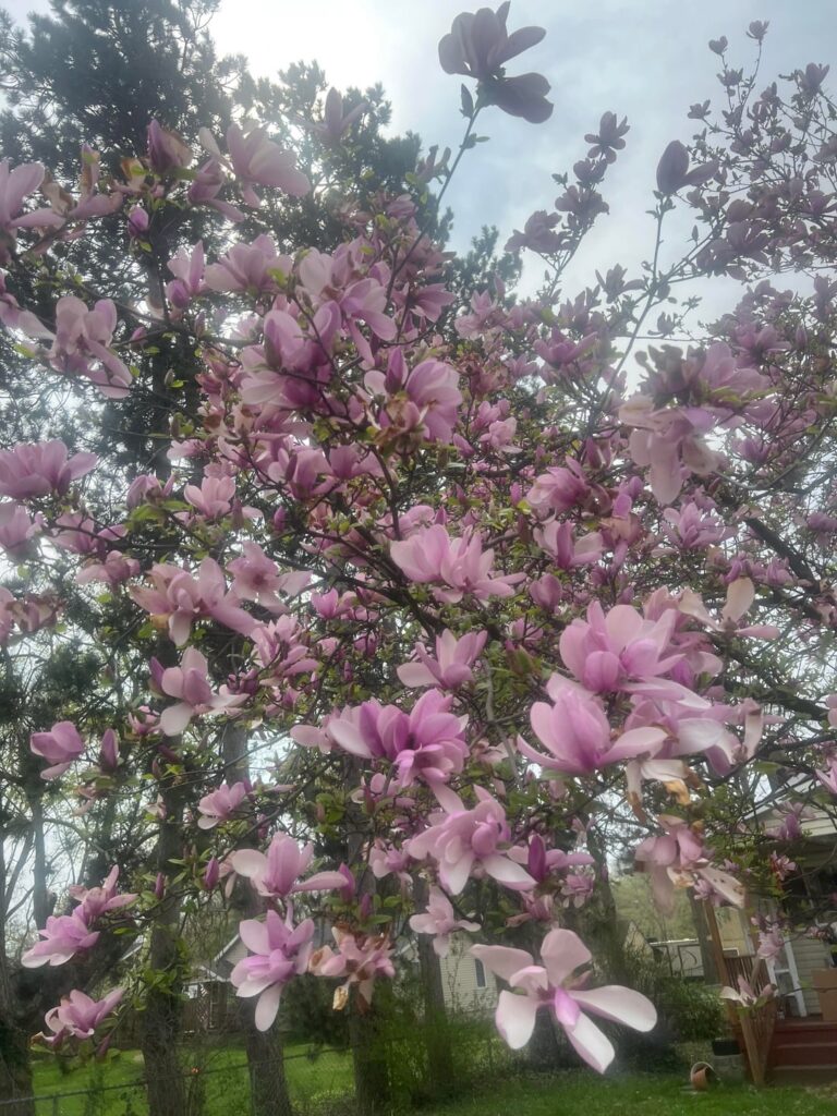 Found this plant