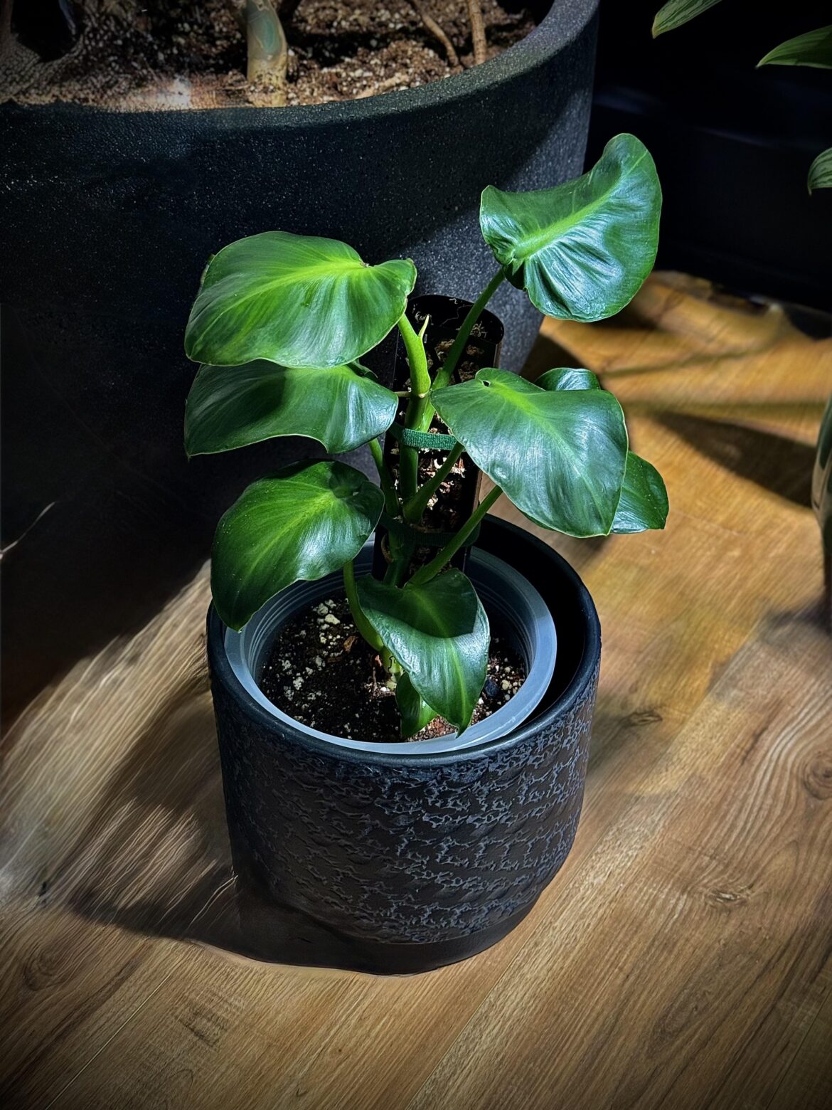 Philodendron Rugosum ‘Bogner & G.S. Bunting’