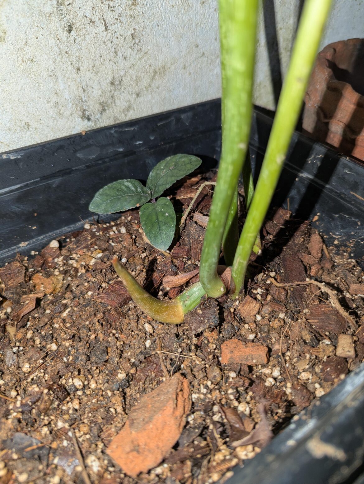 Is my philodendron gloriosum rotting or is it normal to have this colour?