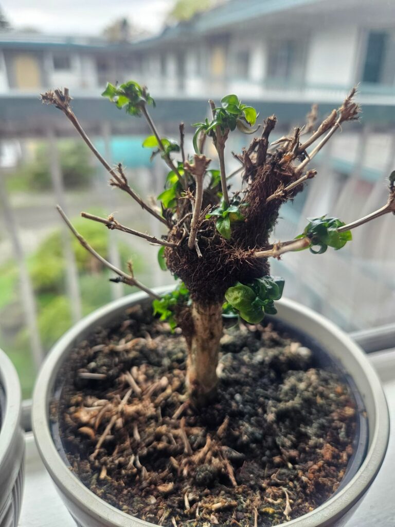 Mystery bonsai