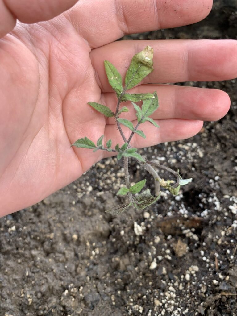 potted sapling; is it dead? Southern CA