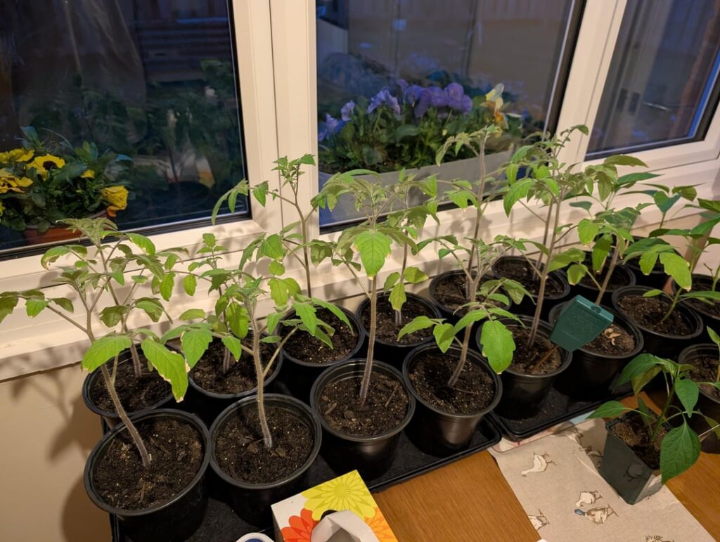 Help me please! First time tomato's!