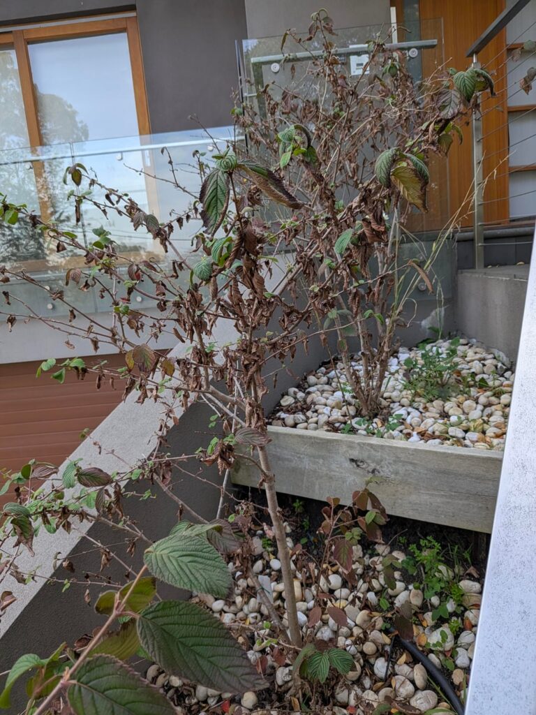 How do I revive these plants?