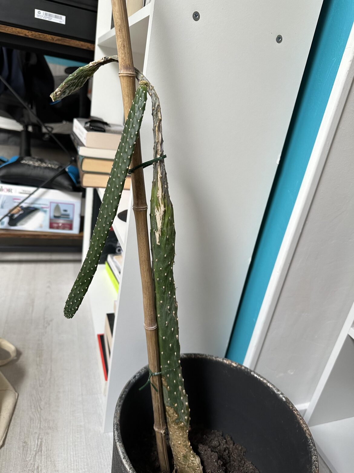 What’s happening to my cactus ?
