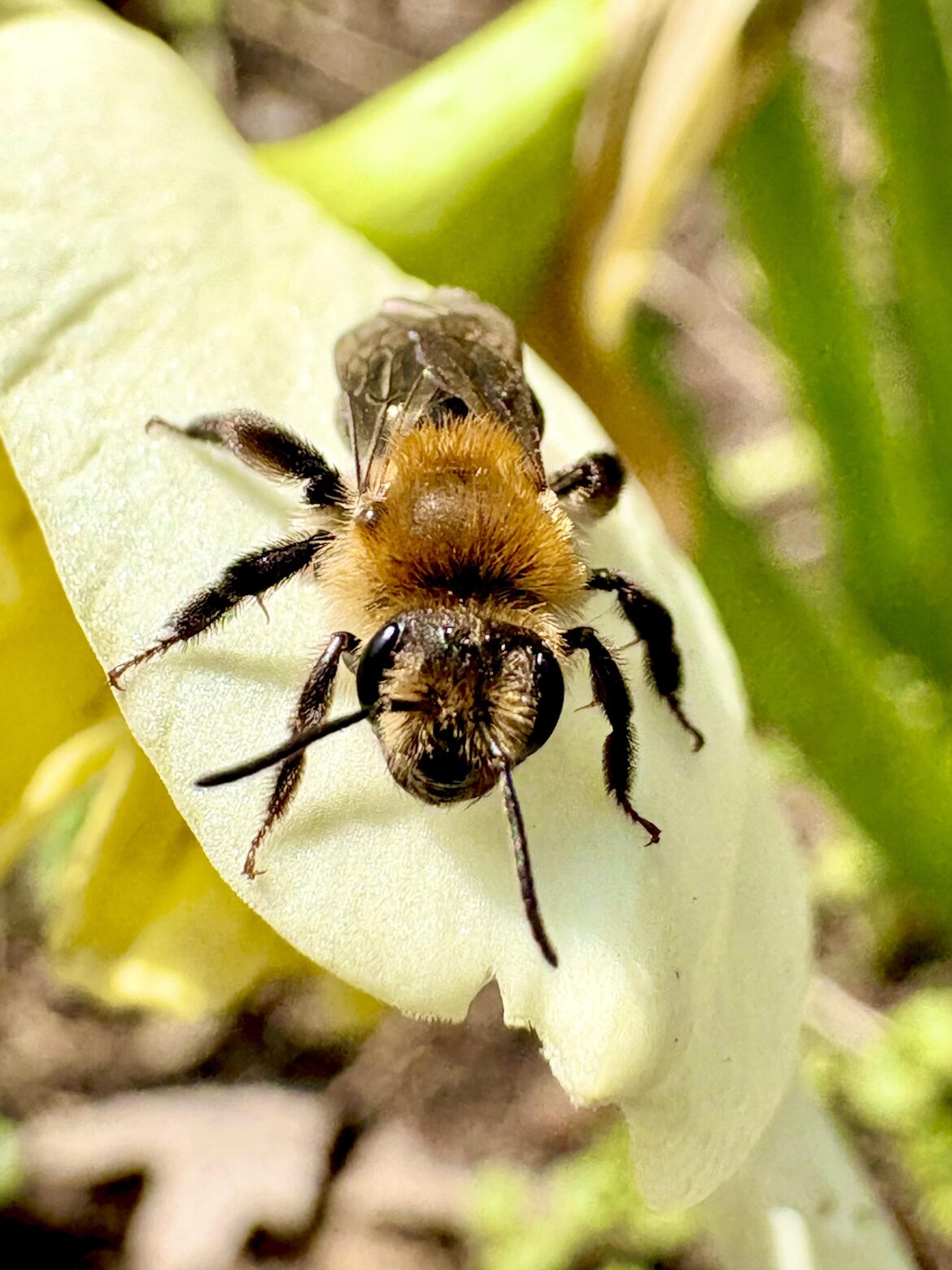 Andrena bee warming up on my daffodil