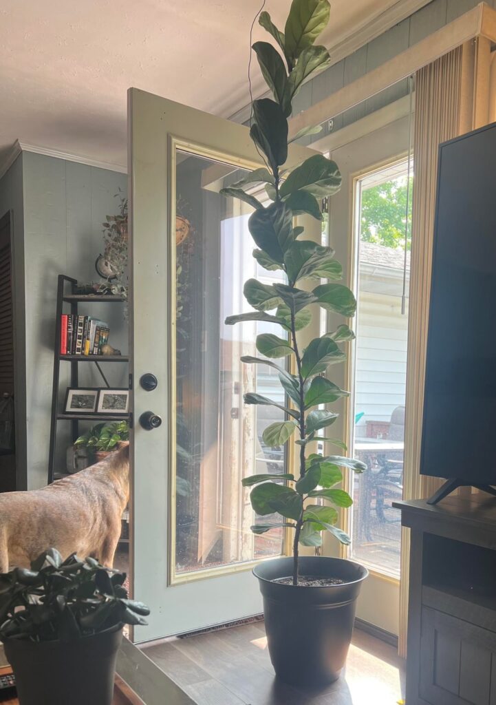 Chop and Prop Success! Chop and Prop Success!