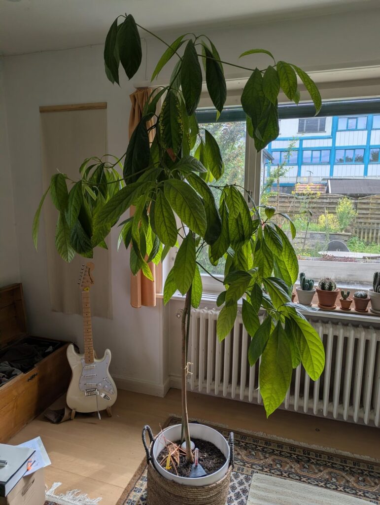 Does this avocado need trimming?