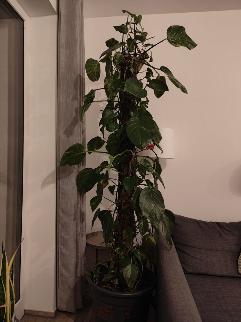 Update: big pothos transplant Update: big pothos transplant