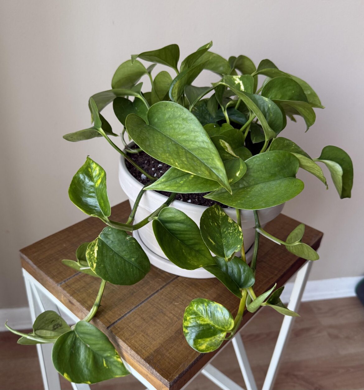 My first plant!! My first plant!!