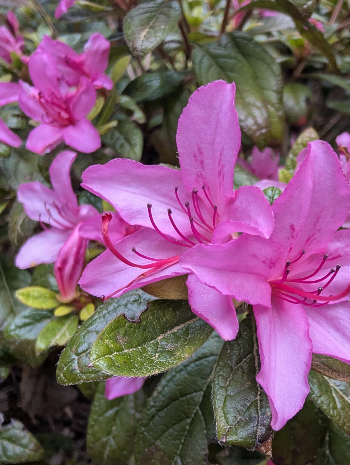 Azalea (OC)