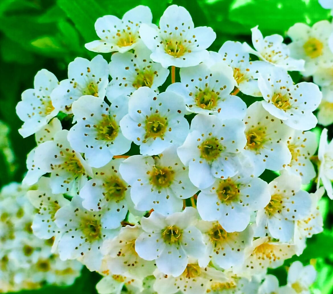 Spiraea cantoniensis [OC].