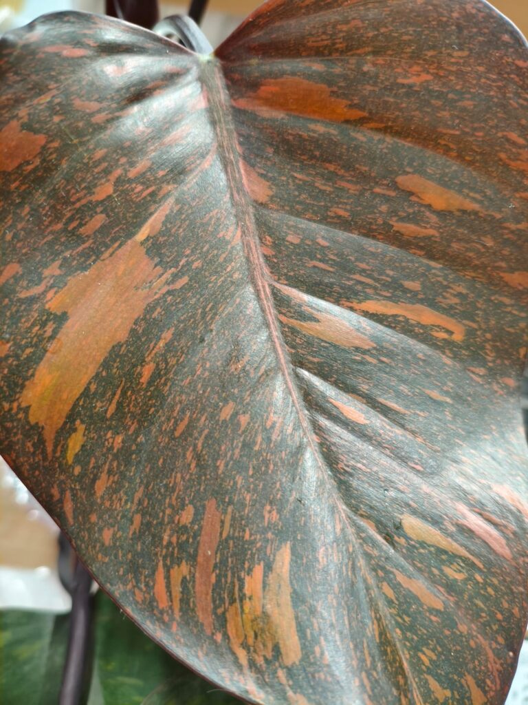 My new orange princess philodendron