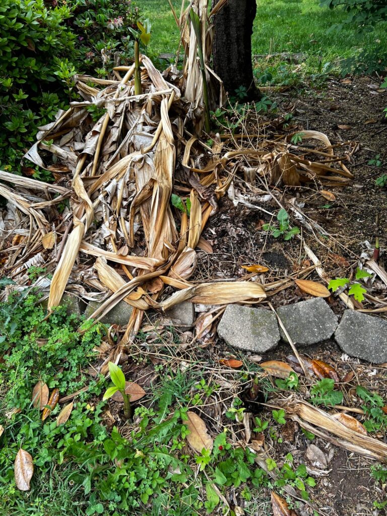 hi! I just bought this house and was wondering if I should be concerned this is bamboo as it looks like it or whatever that is in the pics that were listed?
