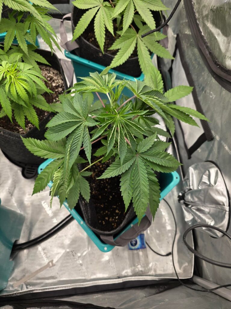 Tips for first timer ? Tips for first timer ?