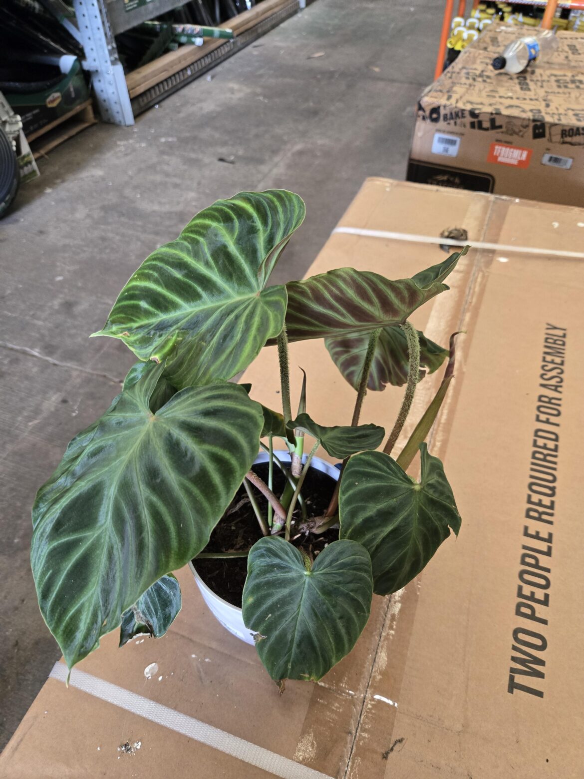 Verrucosums at home depot!!