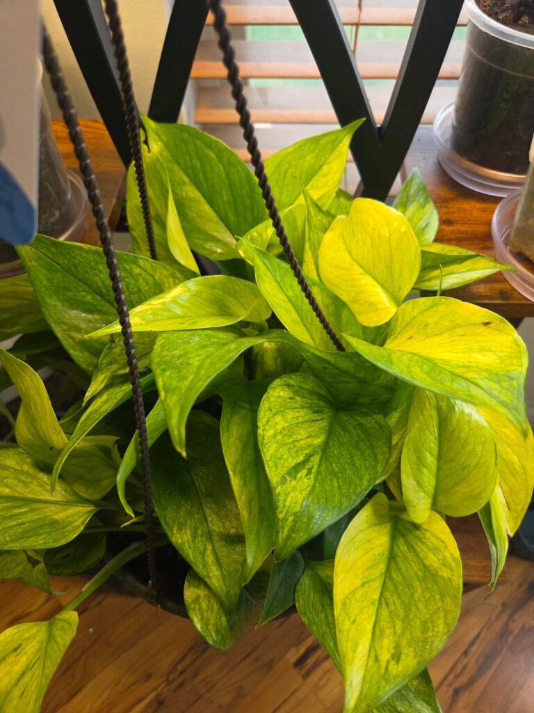 Pothos ID question
