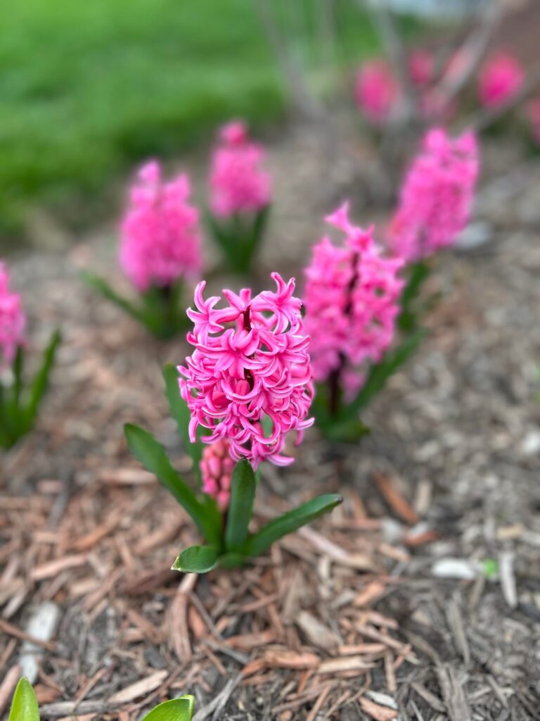 Some spring flowers in my yard