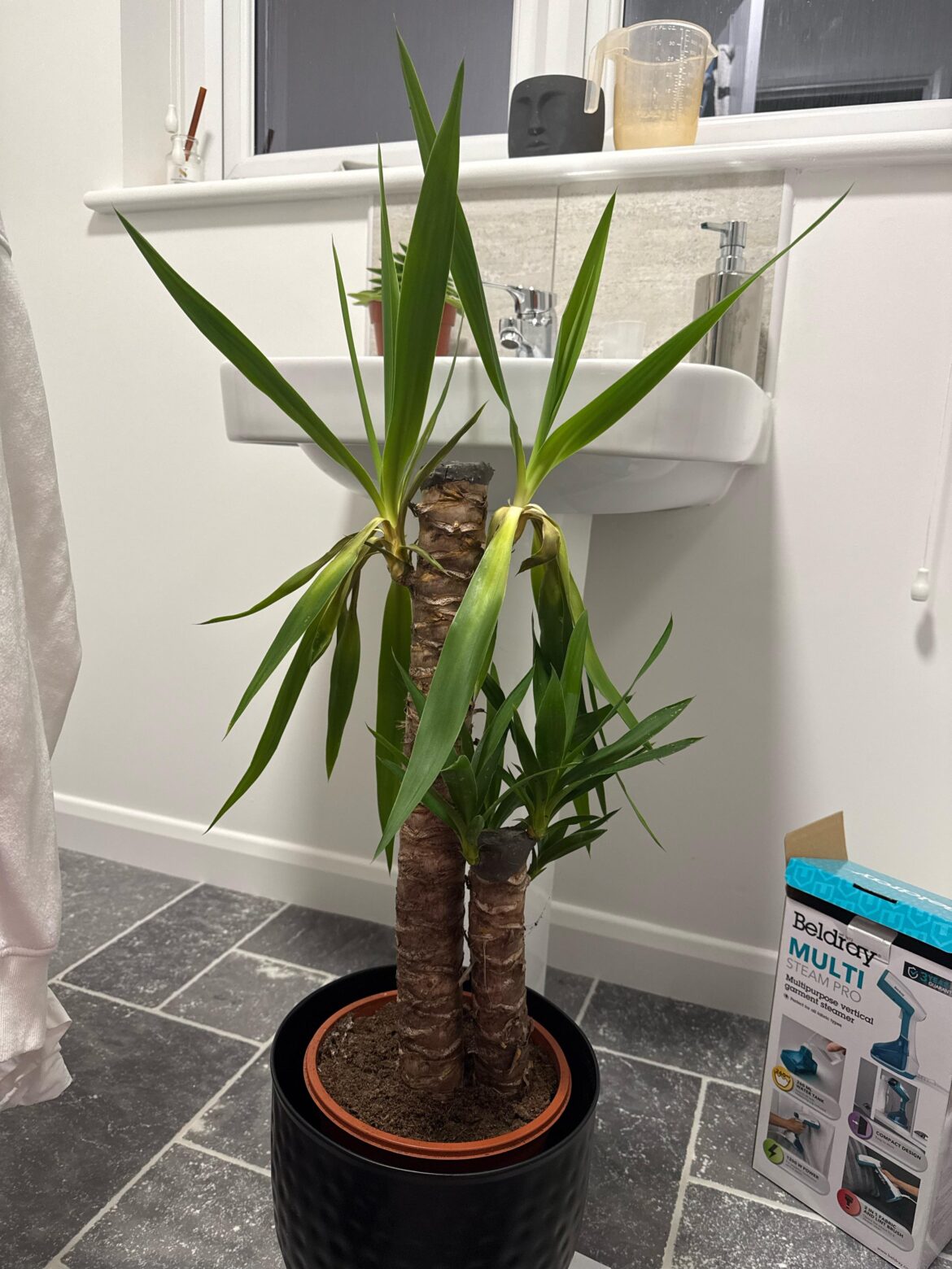 Yucca dropping and looks like its dying!