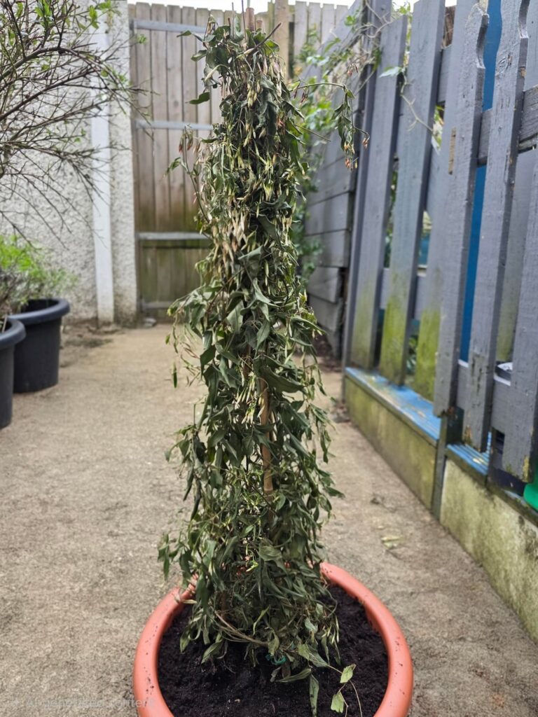 Picked up a bargain