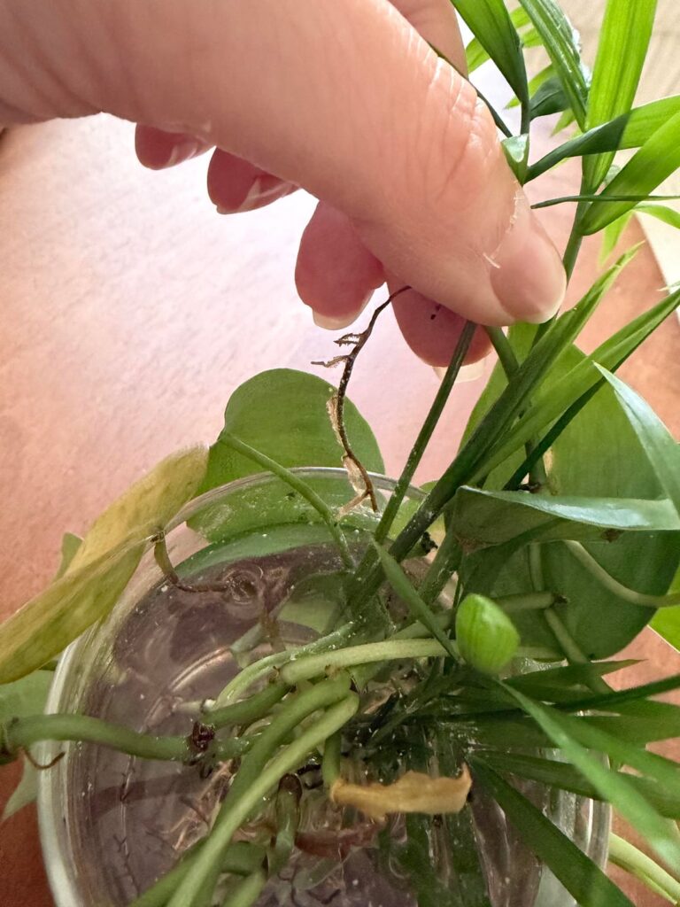 Can anyone help me with my plants? Can anyone help me with my plants?