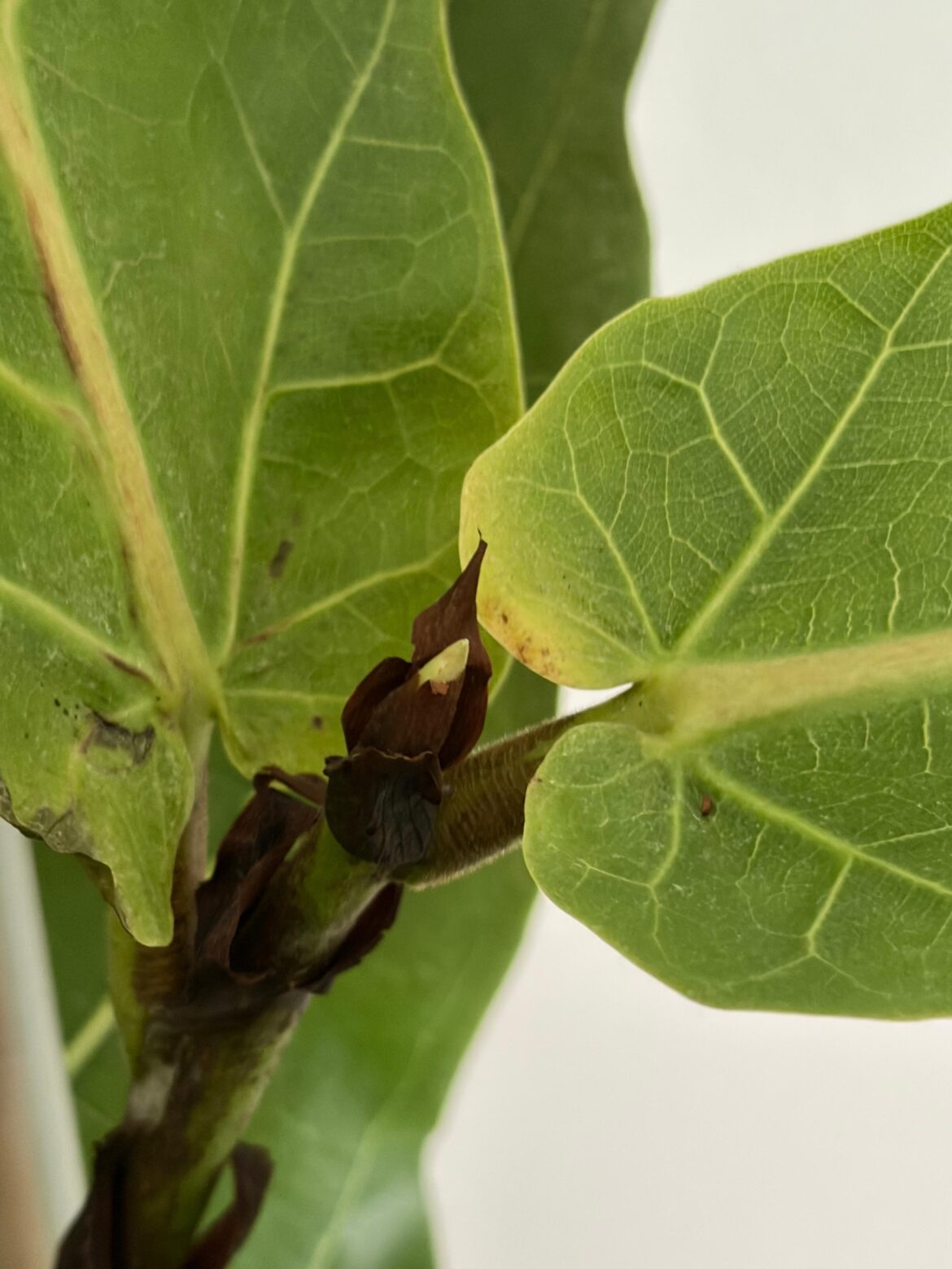 Is this new growth? Is this new growth?