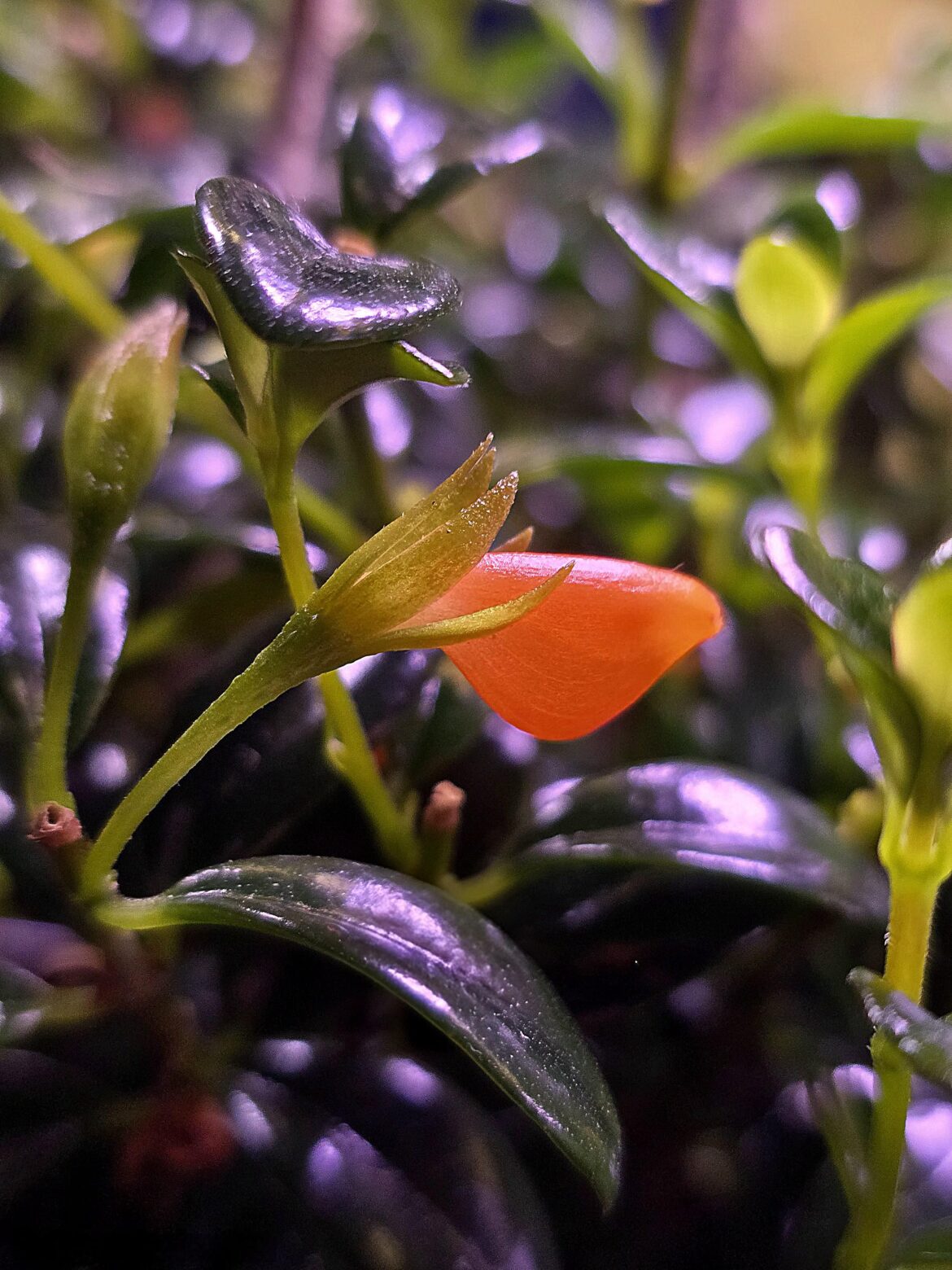 Birth of a goldfish