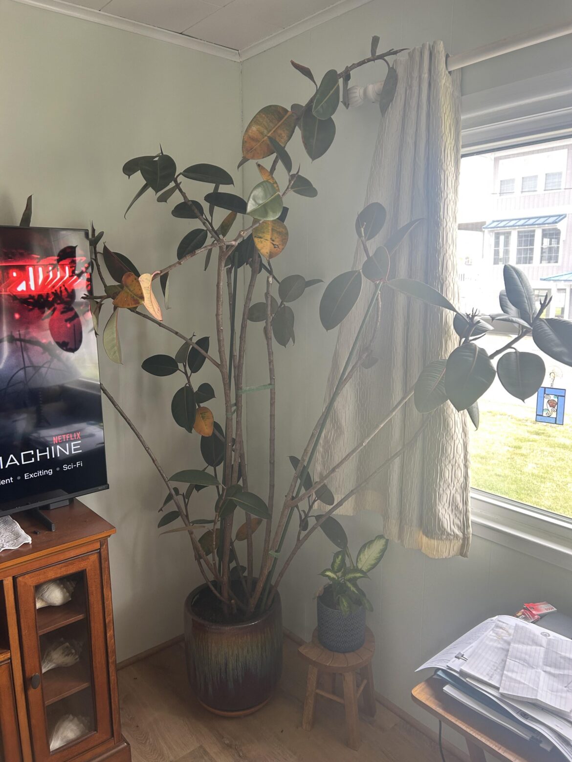 Why is my rubber tree yellowing and dropping leaves? Why is my rubber tree yellowing and dropping leaves?