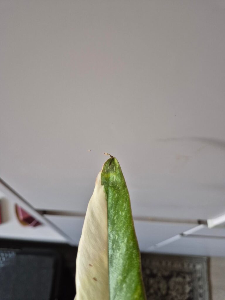 Philodendron droopy leaves ends